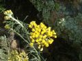 Helichrysum italicum